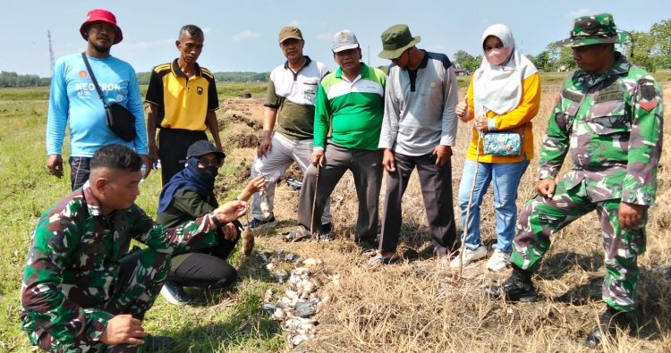 Satgas TMMD Grobogan dan Petani Karangharjo Gropyok Tikus Demi Selamatkan Panen